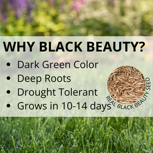jonathan green black beauty grass seed lawn care