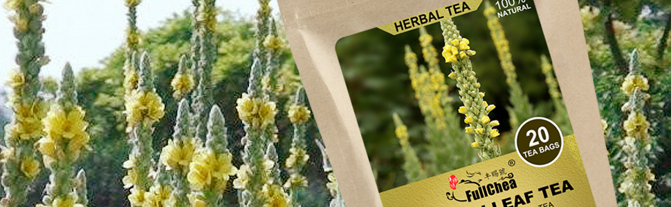 fresh mullein plants in the wild fields