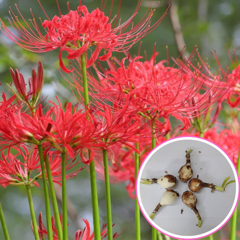 Buy Best Quality Spider lily Red Flower Bulbs Online - Organicbazar