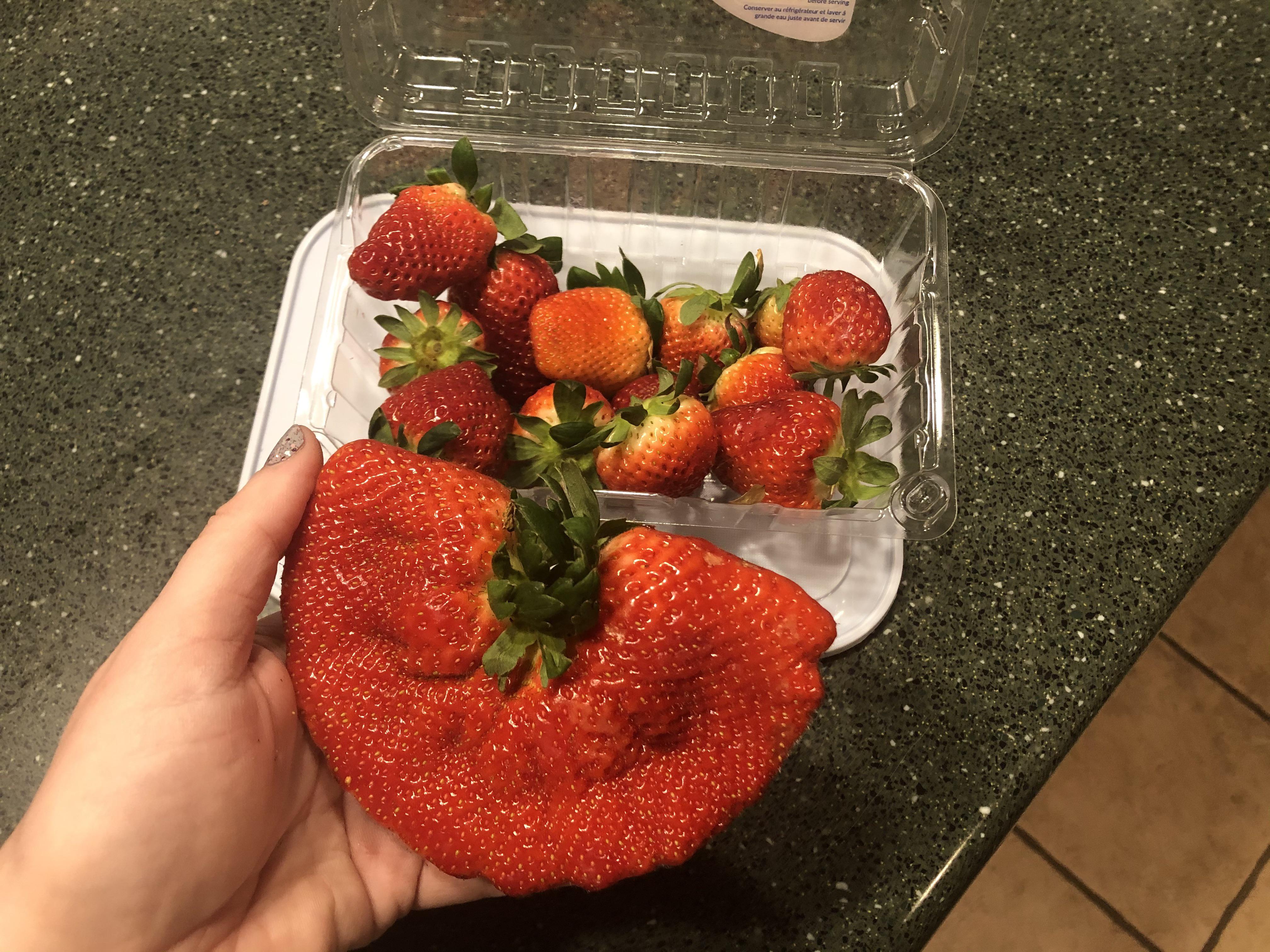 This extra giant strawberry that was in a package of strawberries we picked  up from the grocery store today. : r/mildlyinteresting