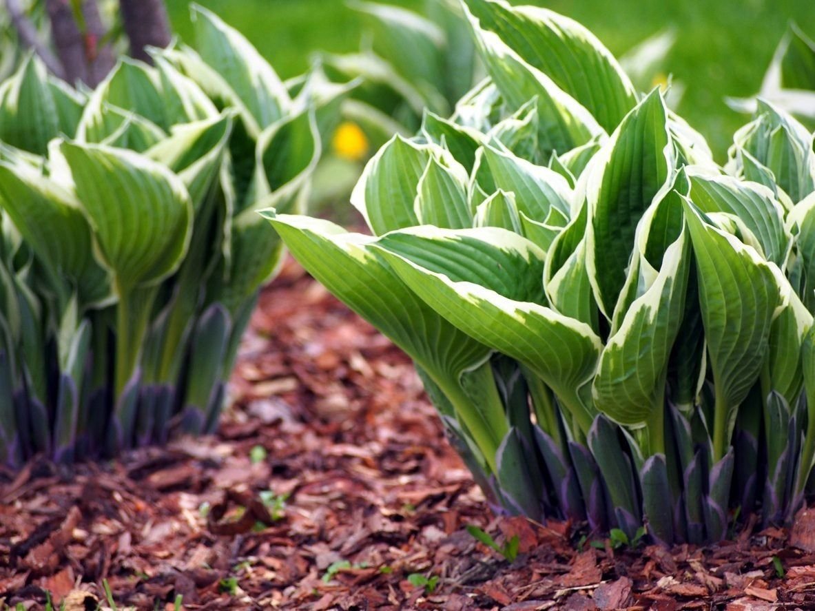 Hosta Plant Division: How And When To Divide A Hosta Plant ...