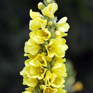 wild mullein plants, fresh mullein flowers 