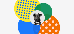 DNA My Dog