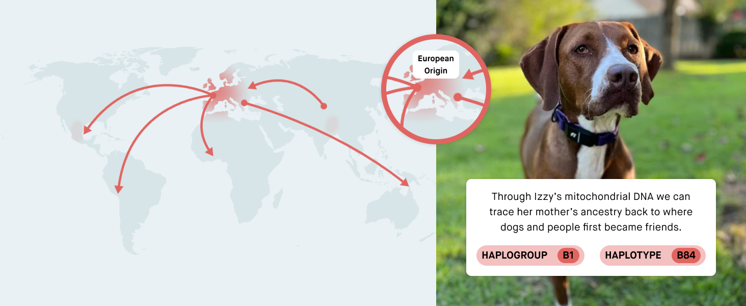 Embark test geographic origin results