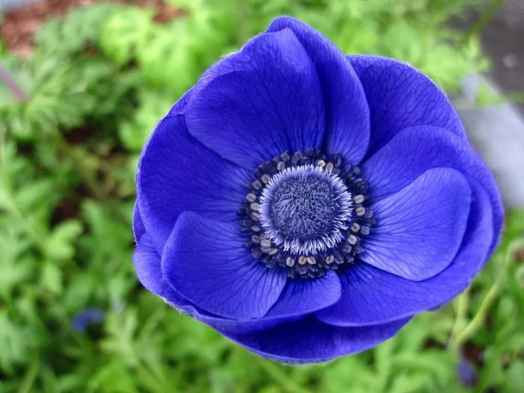 Anemone de Caen Blue Poppy 30 seeds | eBay