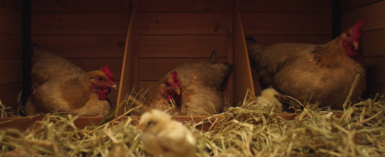 Chicken coop