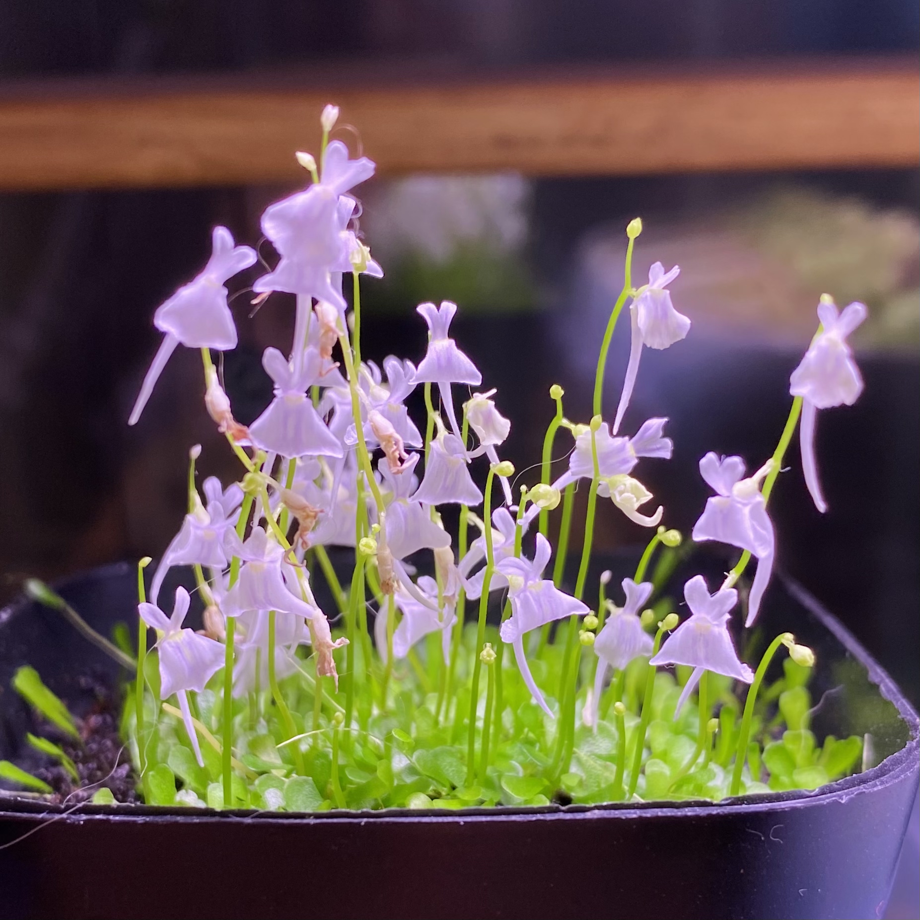 小白兔狸藻又爆花啦!这次太美了~总结一下养护心得- 哔哩哔哩