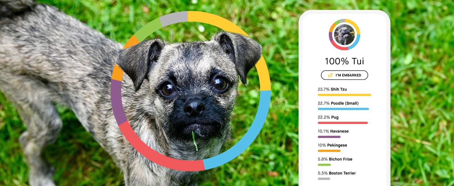 Embark tested dog with phone screen preview of breed identification breakdown
