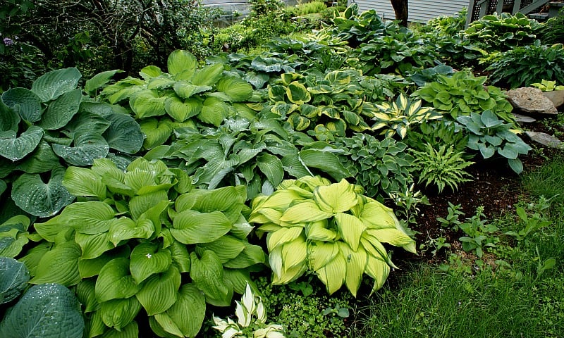 What is a Hosta and Why Should I Grow Hostas? - NH Hostas