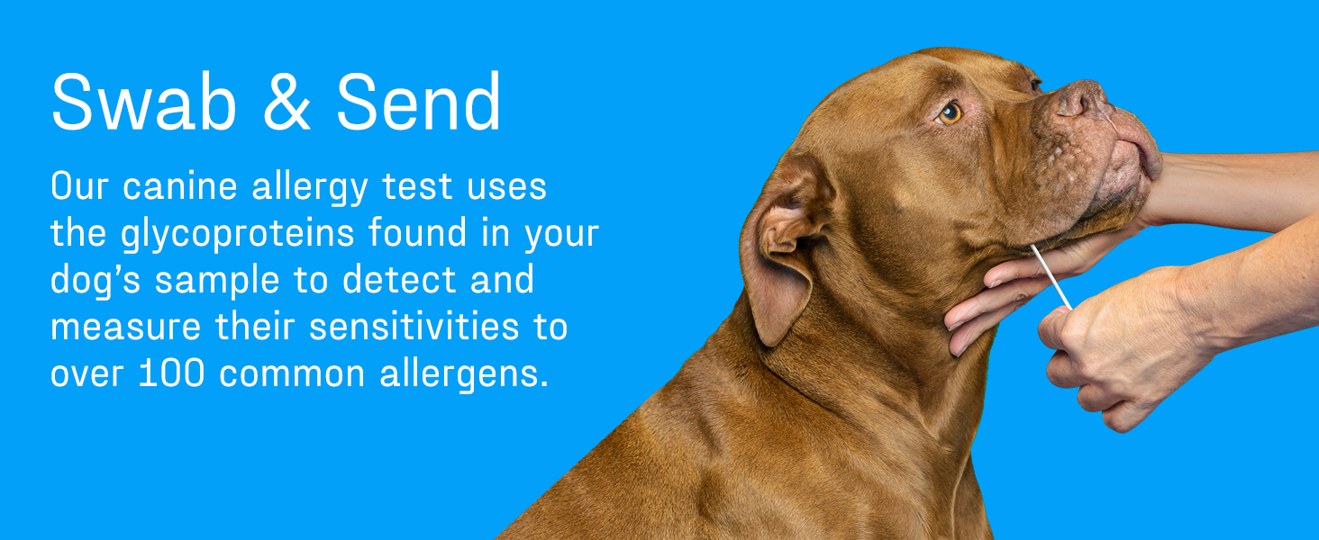 DNA My Dog swab and send canine allergy test