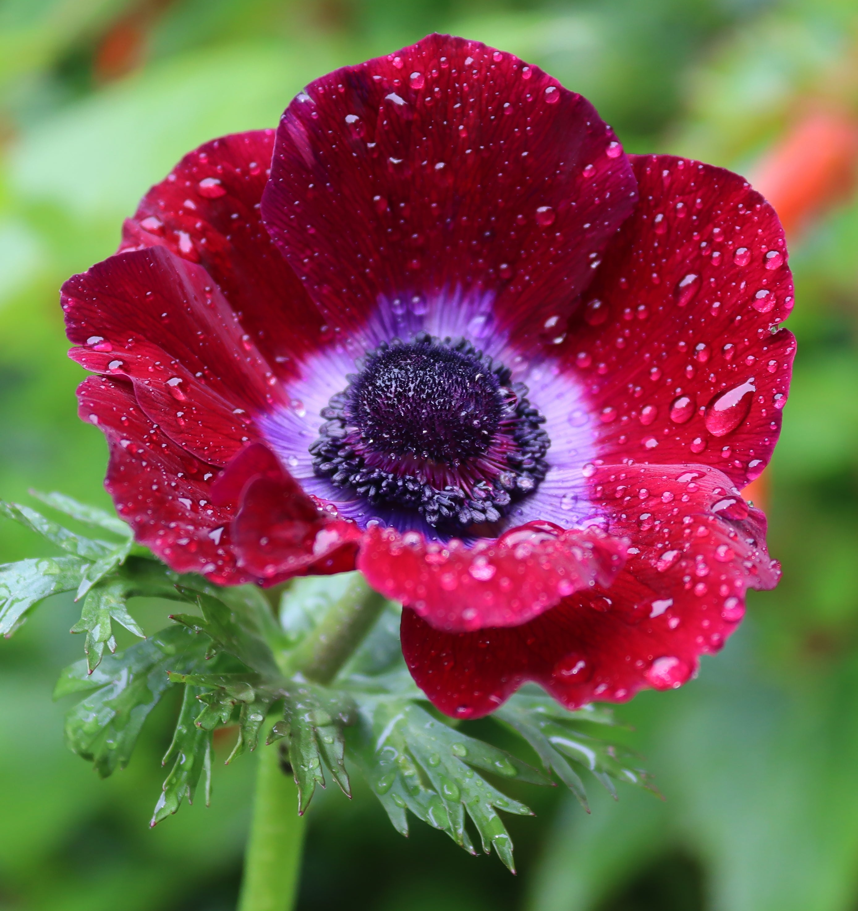 Italian Anemone 'Mistral® Bordeaux' — Buy online at Farmer Gracy UK
