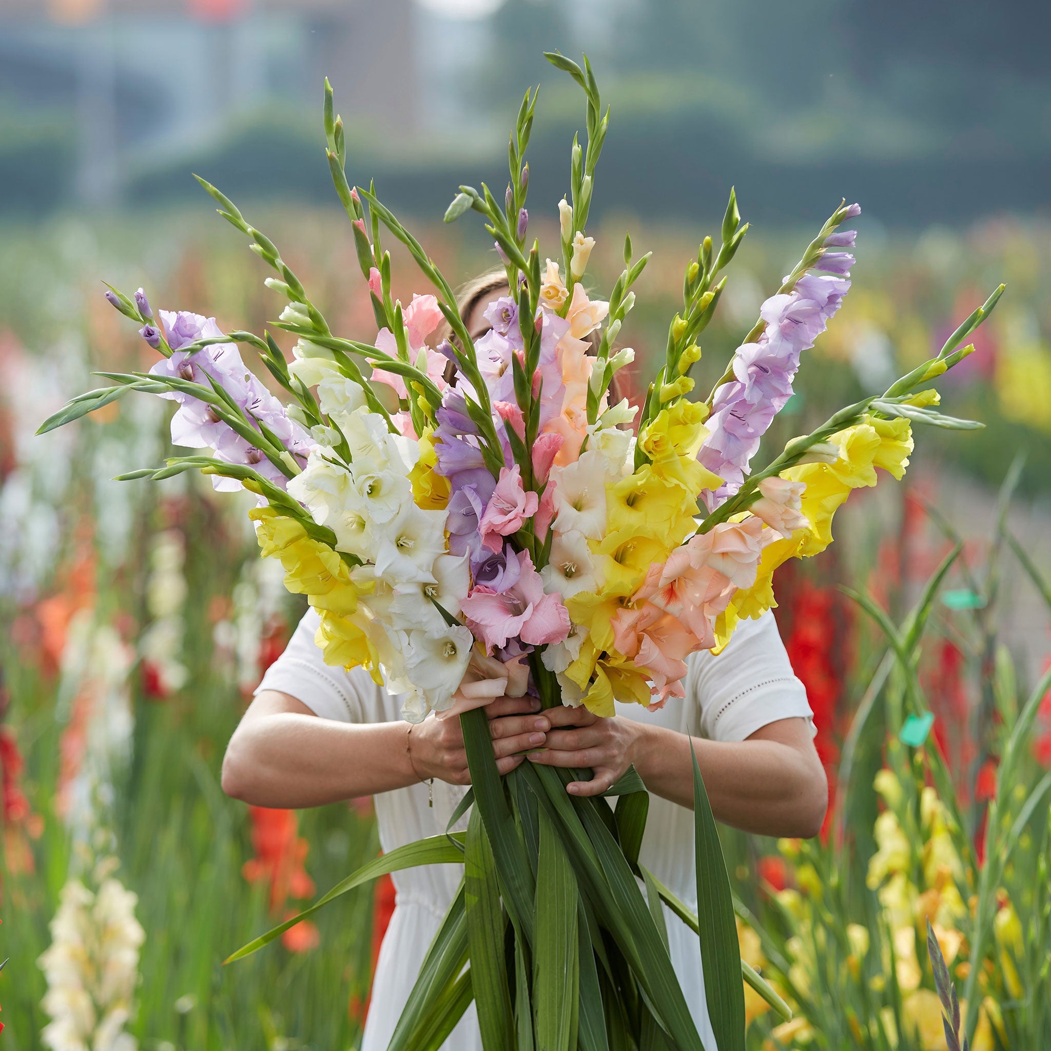 Gladiolus Bulbs - Monet's Garden Mix | Spring Flower Bulbs | Flower Bulb  Farm
