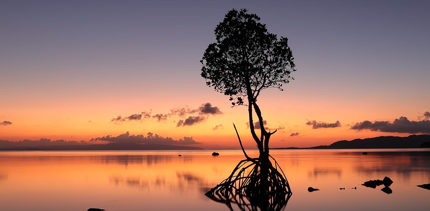 tree by clouds