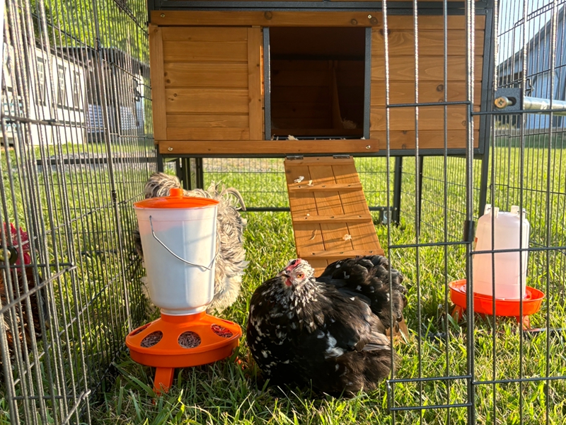 chicken coop