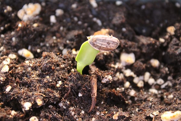 How to Grow Sunflowers for Seeds How to Grow Sunflowers for Seeds