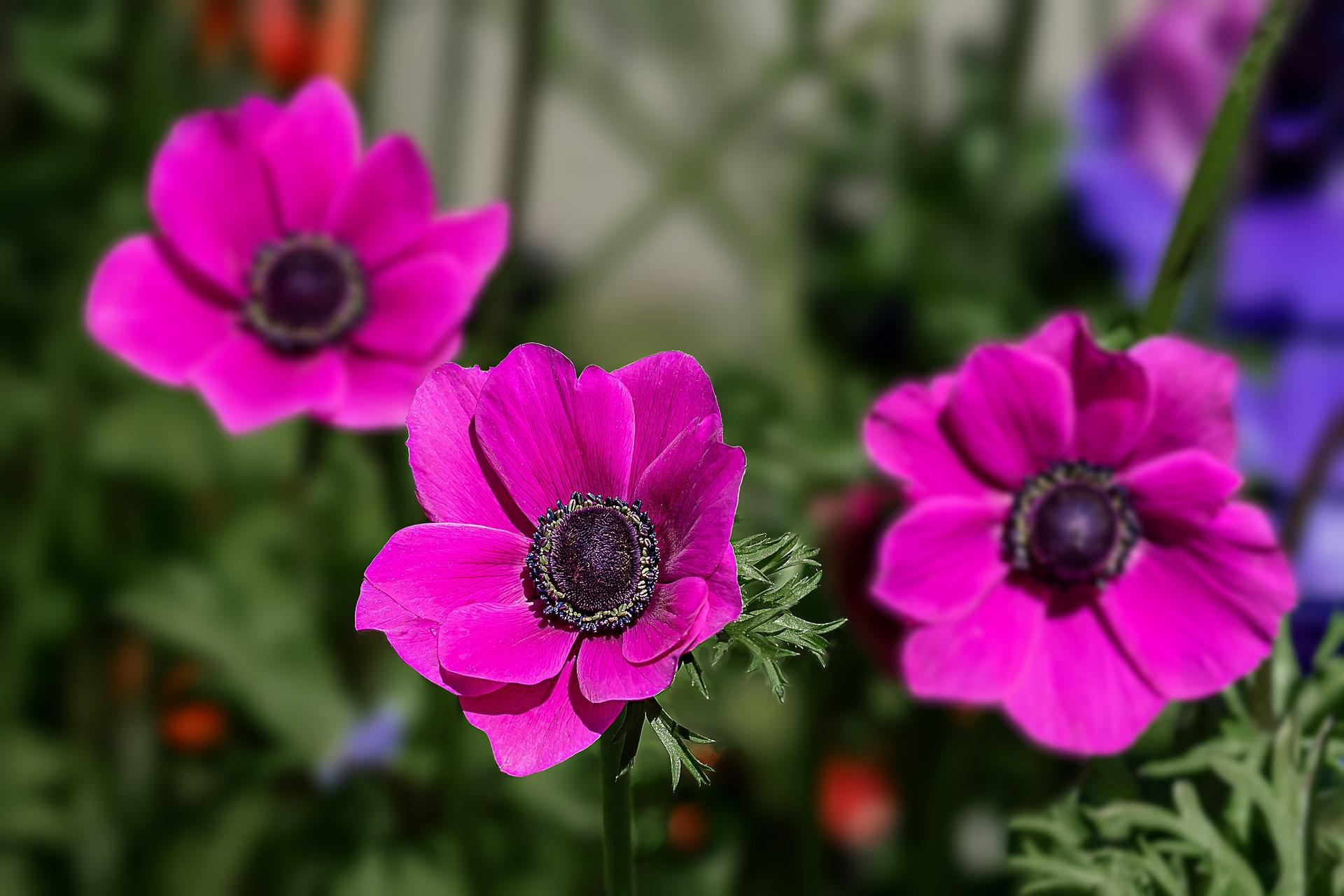 Anemone 'Jerusalem Pink' from Leo Berbee Bulb Company