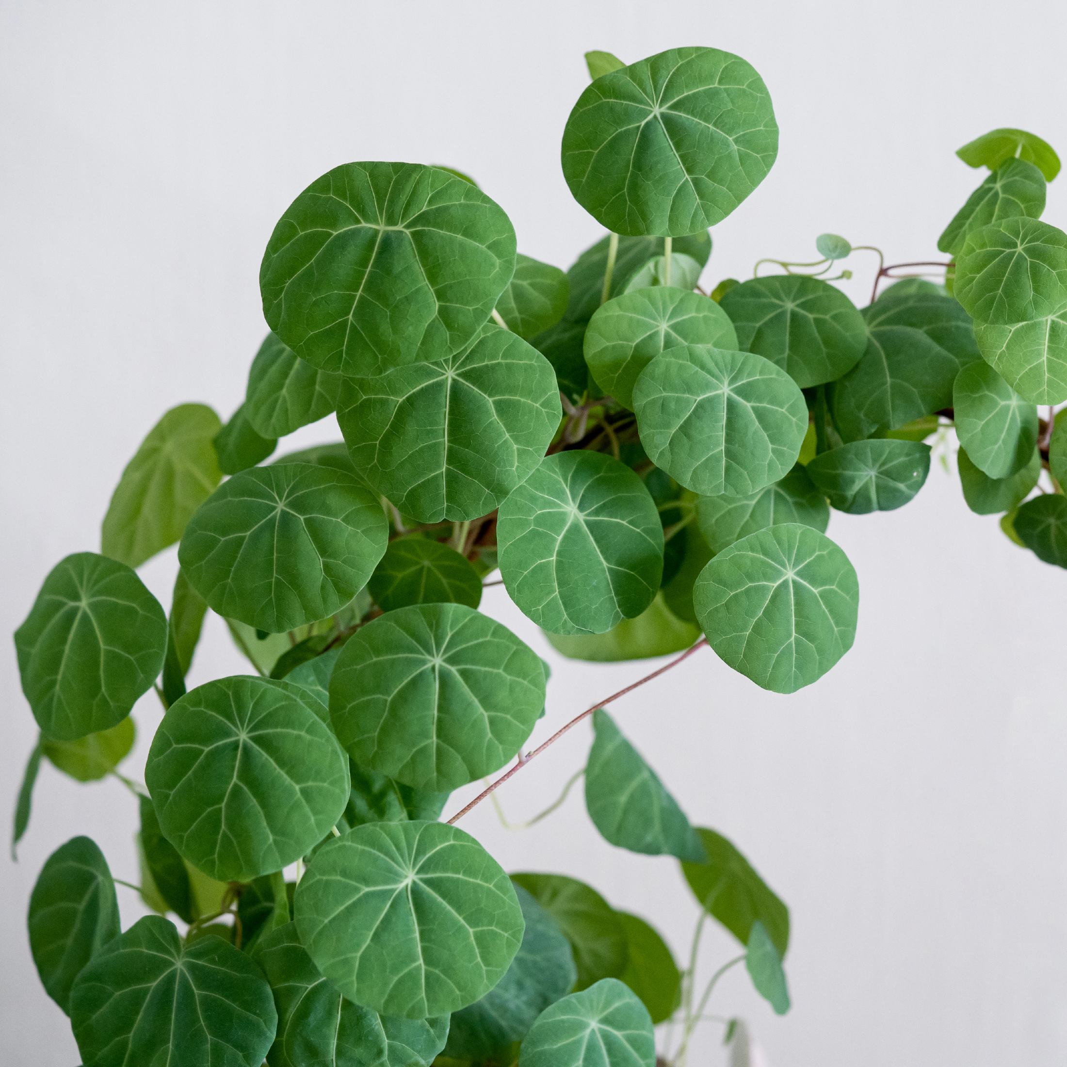 Gorgeous Vining Stephania Plants for Sale Online | Rotundifolia – Easy To  Grow Bulbs