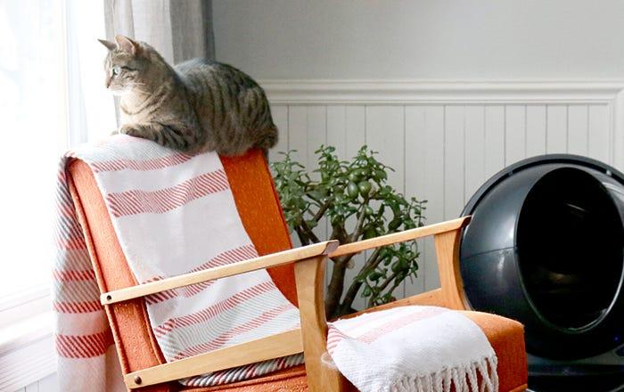 Cat sitting next to a litter robot