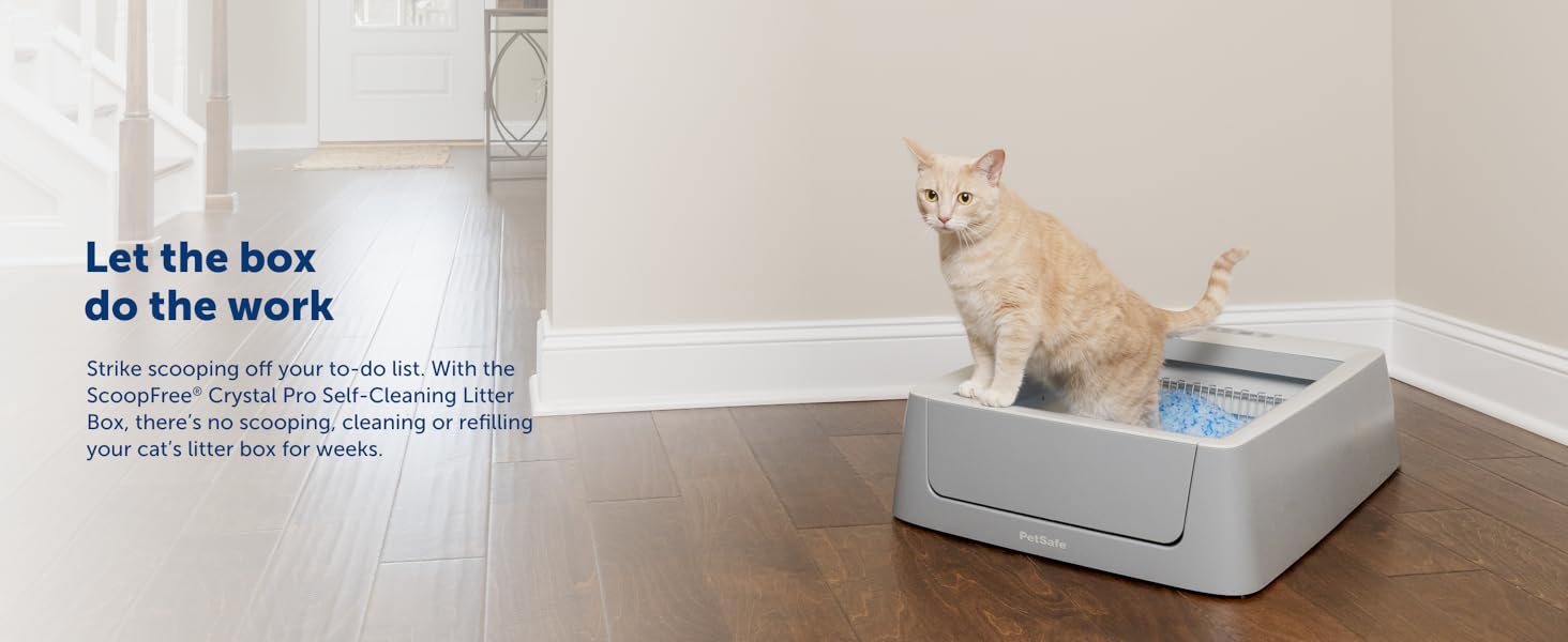 Let the box do the work no more scooping or cleaning for weeks cat in litter box