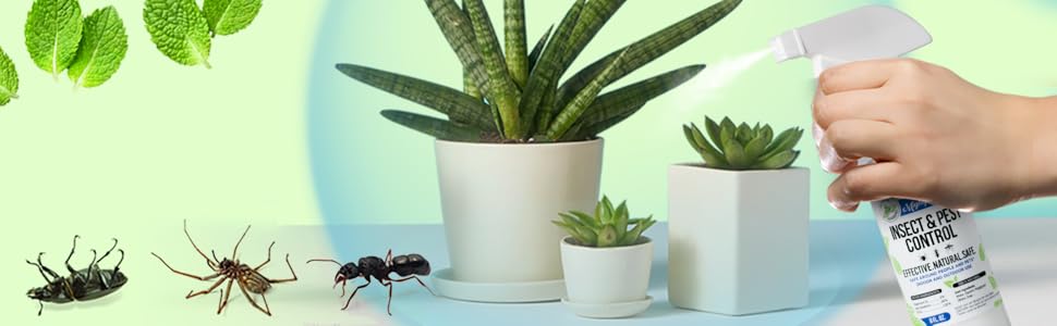 Insect spray creates peppermint scent barrier to kill and repel insects and bugs