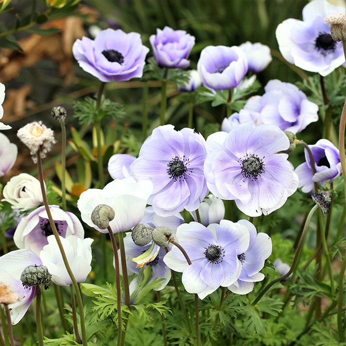 Anemone Bulbs - Pastel Blue | Flower Bulbs | Eden Brothers | Bulb flowers, Spring flowering bulbs, Spring plants