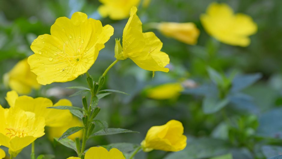 How to Grow & Care for Evening Primrose Plants (Oenothera biennis)