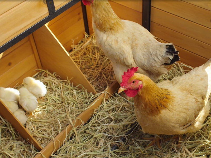 Chicken coop