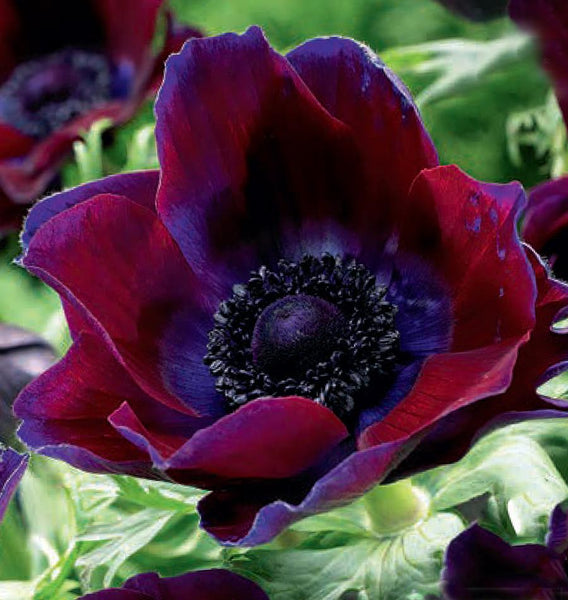 Anemone Bordeaux Flower Bulbs for Fall Planting – West Coast Seeds
