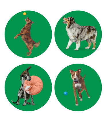 Image of different dog breeds playing